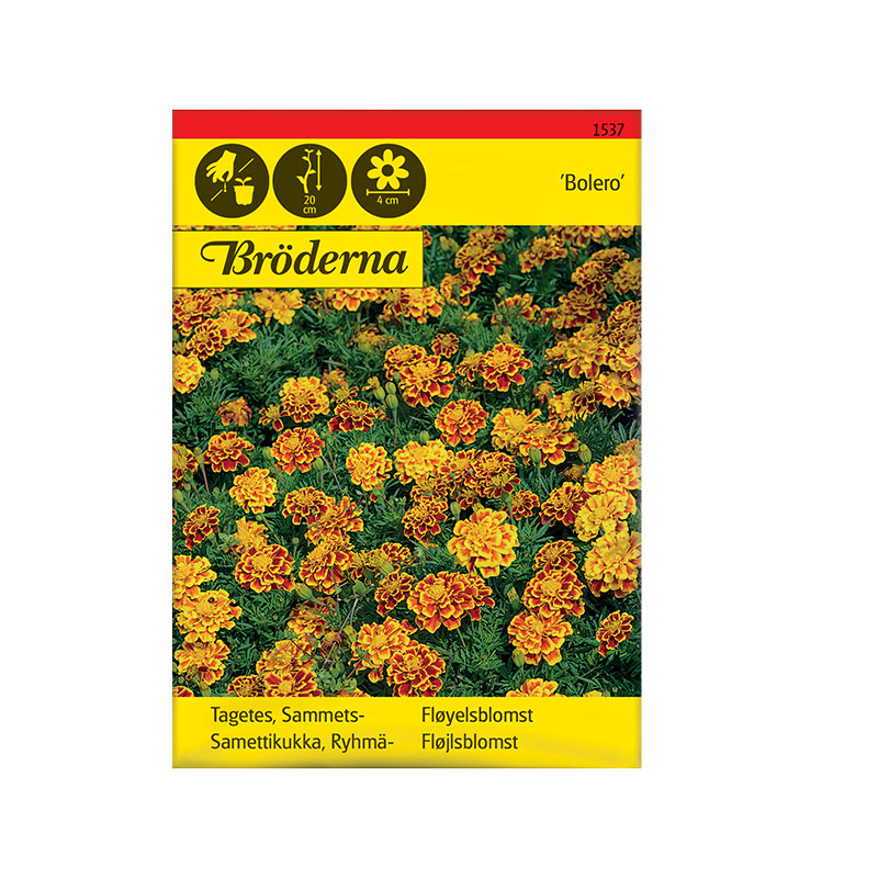 Nelson Garden Fröpåse Tagetes, Sammets-, Bolero