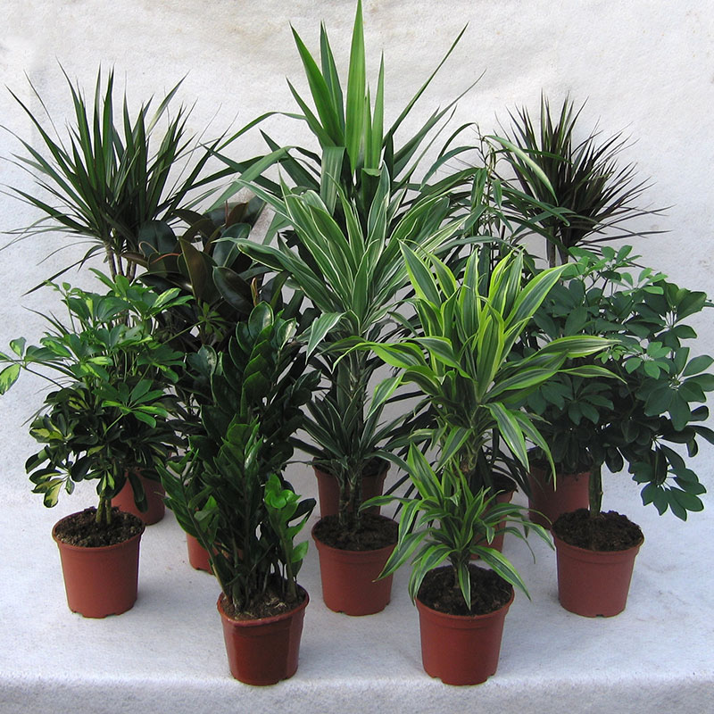 FREE MIX-GRÖNA PLANTOR MIX 17-19 CM