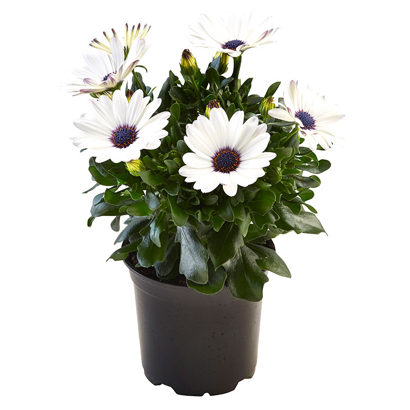 Billiga OSTEOSPERMUM-STJÄRNÖGA AFRIKANSK MARGERIT 10,5 CM online på nätet