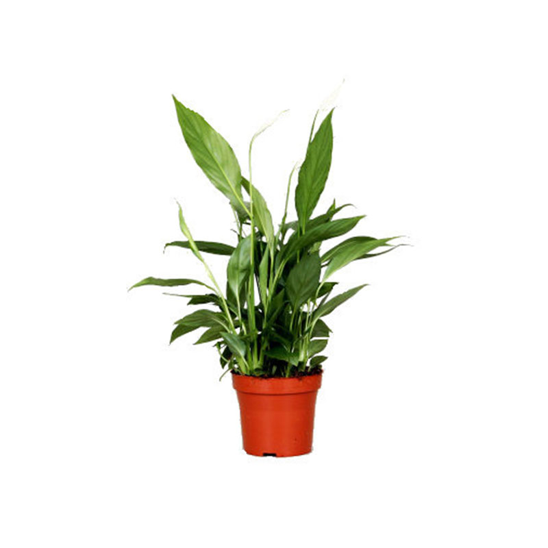 Billiga SPATHIPHYLLUM-FREDSKALLA 12 CM online på nätet