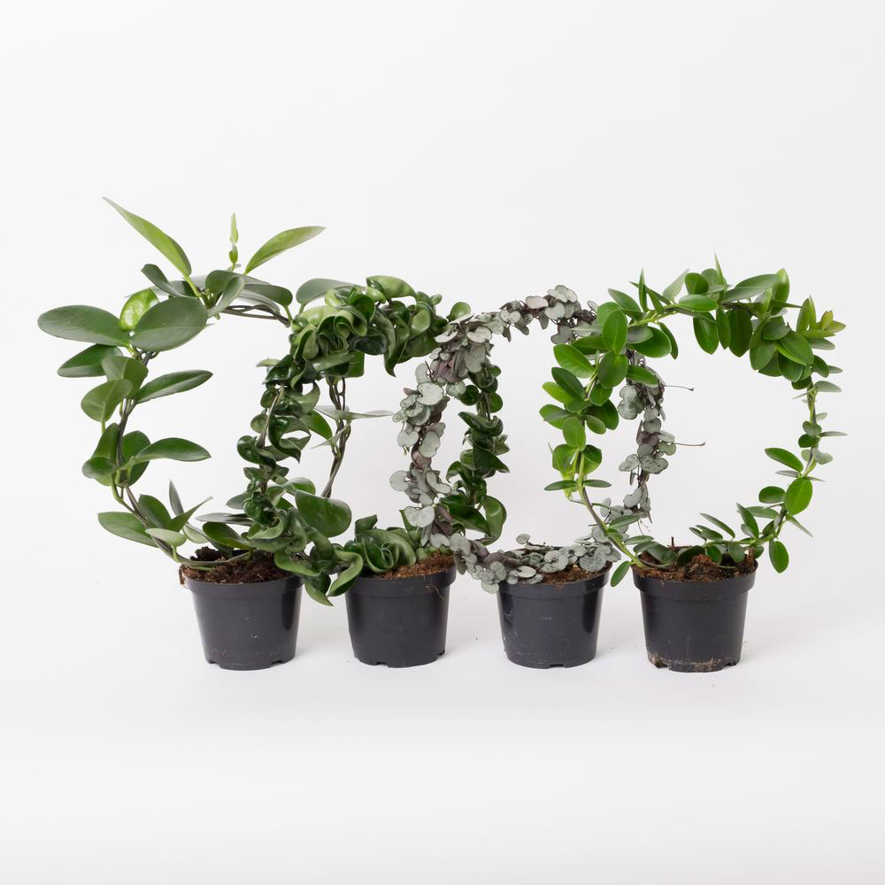 HOYA AUSTRALIS -POSLINSBLOMMA 12 CM