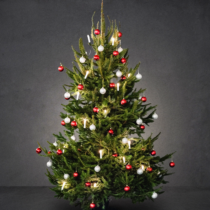 Julgran / Rödgran Julgran 180-220cm