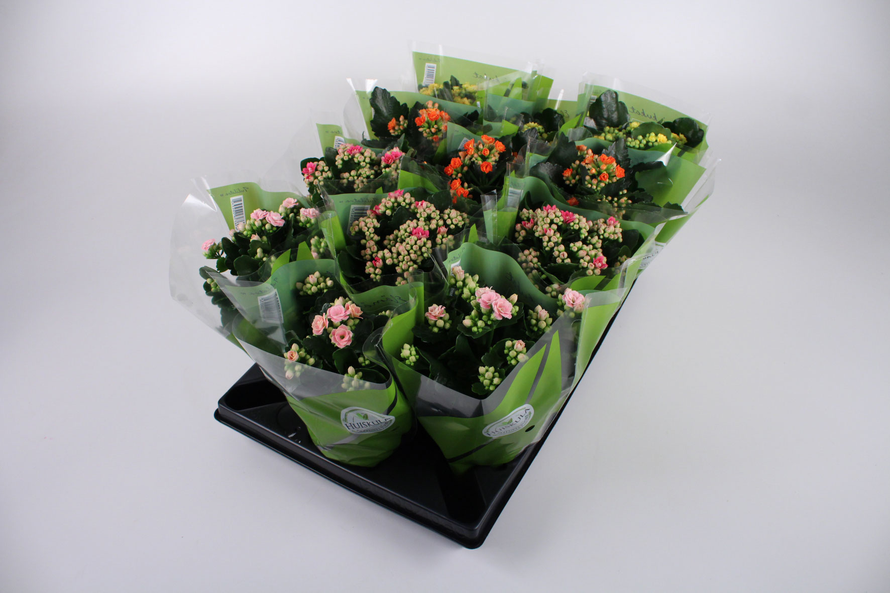 Våreldkalanchoe Dubbelblom 11cm