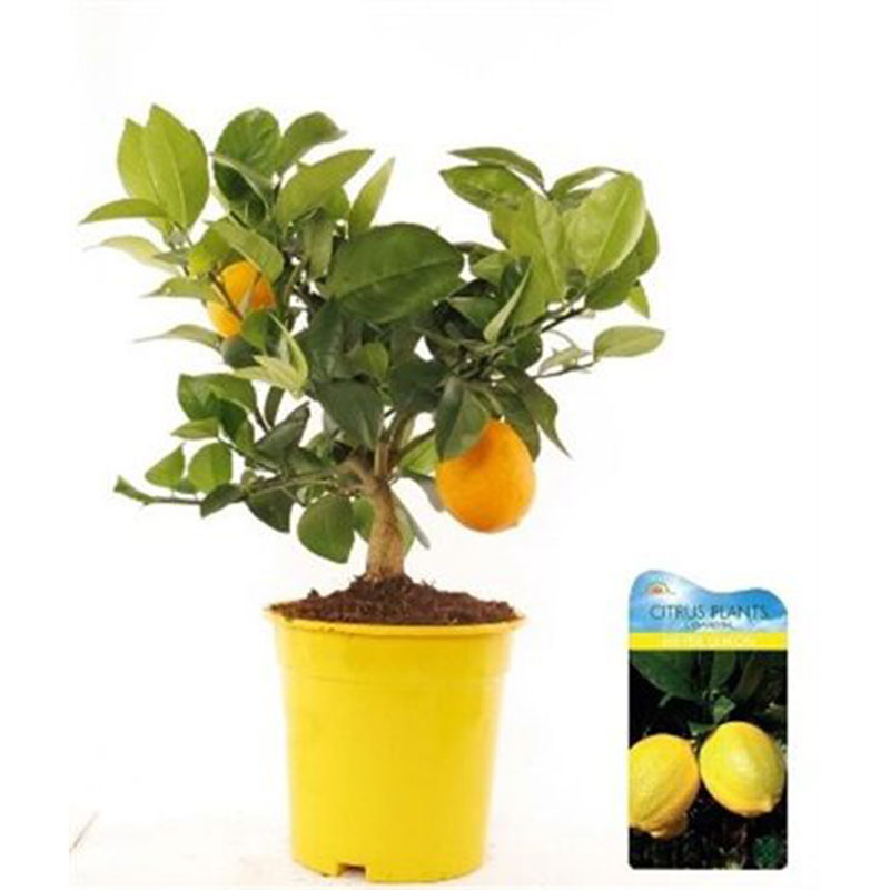 Billiga CITRUS LIMON-CITRONTRÄD 21 CM online på nätet