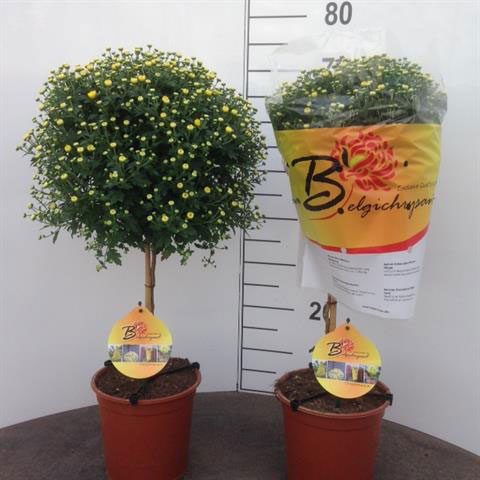 Krysantemum 19 Cm