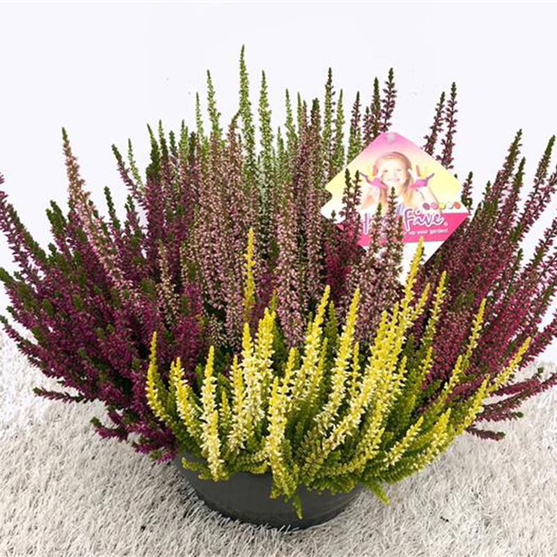 Ljung Calluna Trio Sisters 12cm