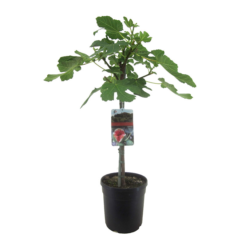 Billiga FICUS LURATA-FICUS 21 CM online på nätet