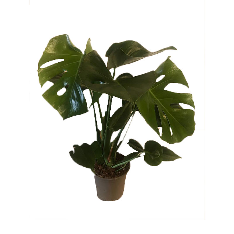 Billiga MONSTERA 14 CM online på nätet