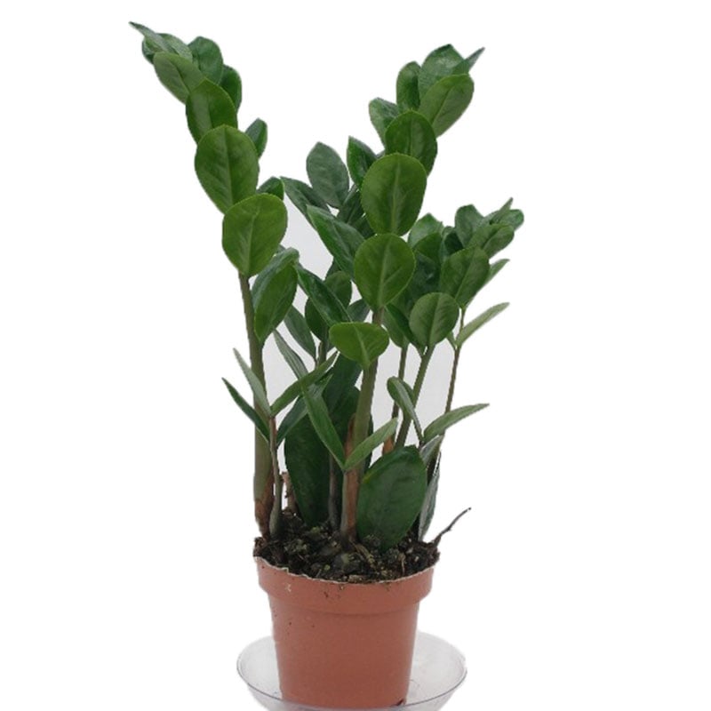 Billiga ZAMIOCULCAS-GARDEROBSBLOMMA 12 CM online på nätet