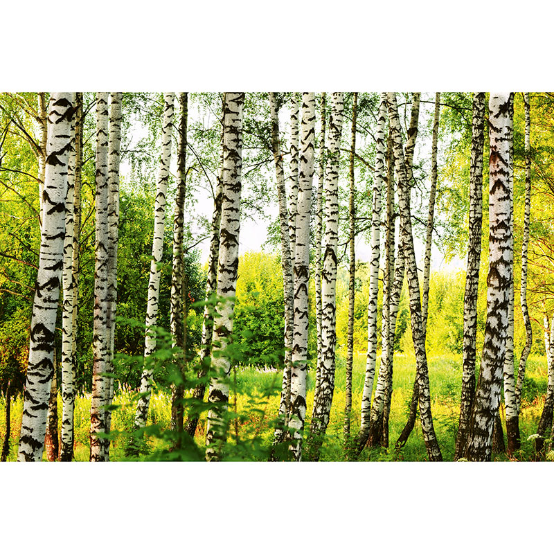 Billiga Tapet Birch Forest Dimex online på nätet