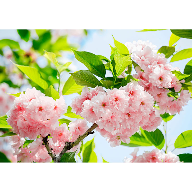 Billiga Tapet Sakura Blossom W+G online på nätet