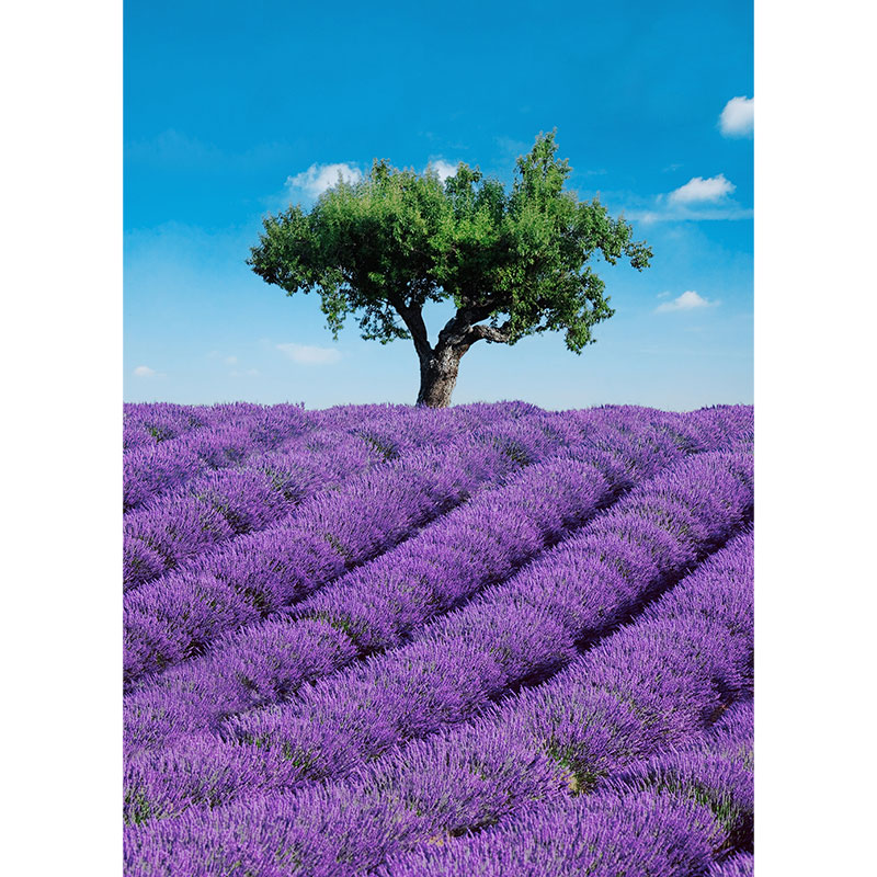 Billiga Tapet Provence 309 W+G online på nätet