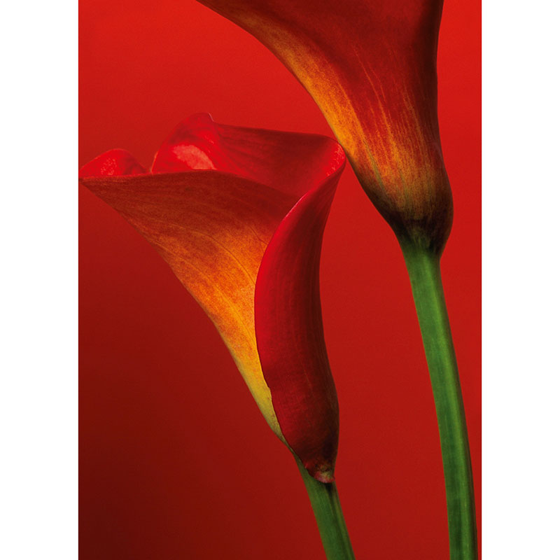 Billiga Tapet Red Calla Lilies W+G online på nätet