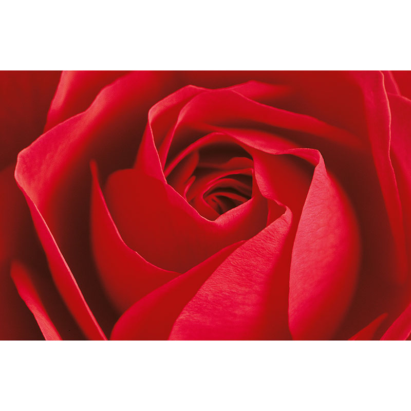 Billiga Tapet L'important c'est la Rose Giant Art W+G online på nätet