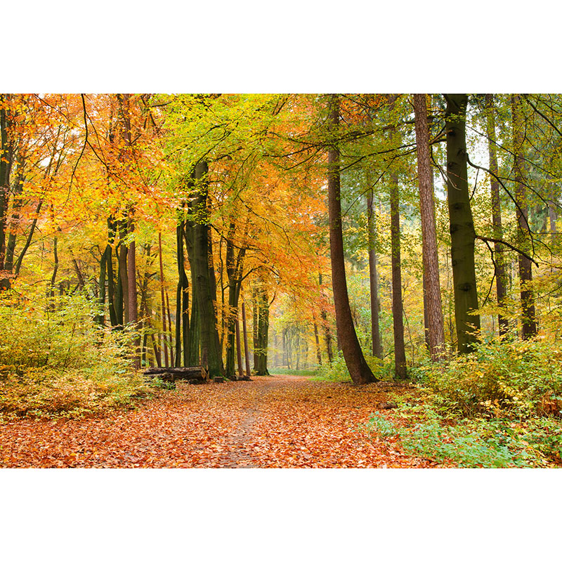 Billiga Tapet Autumn Forest Dimex online på nätet