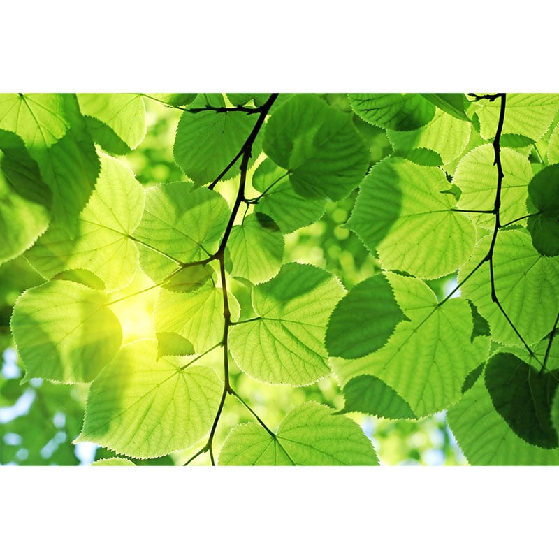 Billiga Tapet Green Leaves Dimex online på nätet