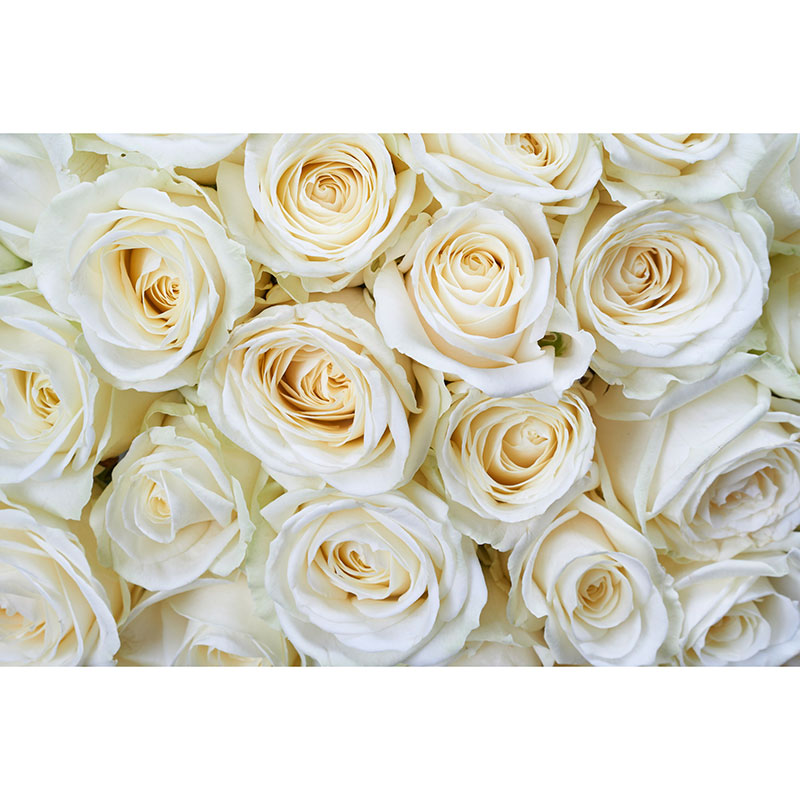 Billiga Tapet White Roses Dimex online på nätet