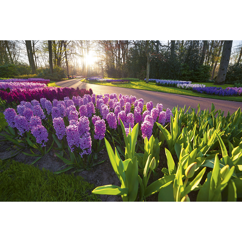 Billiga Tapet Hyacint Flowers Dimex online på nätet