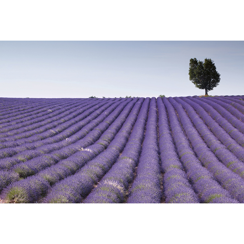 Billiga Tapet Lavender Field Dimex online på nätet