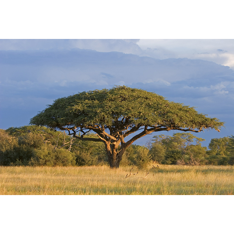 Billiga Tapet Acacia Tree Dimex online på nätet