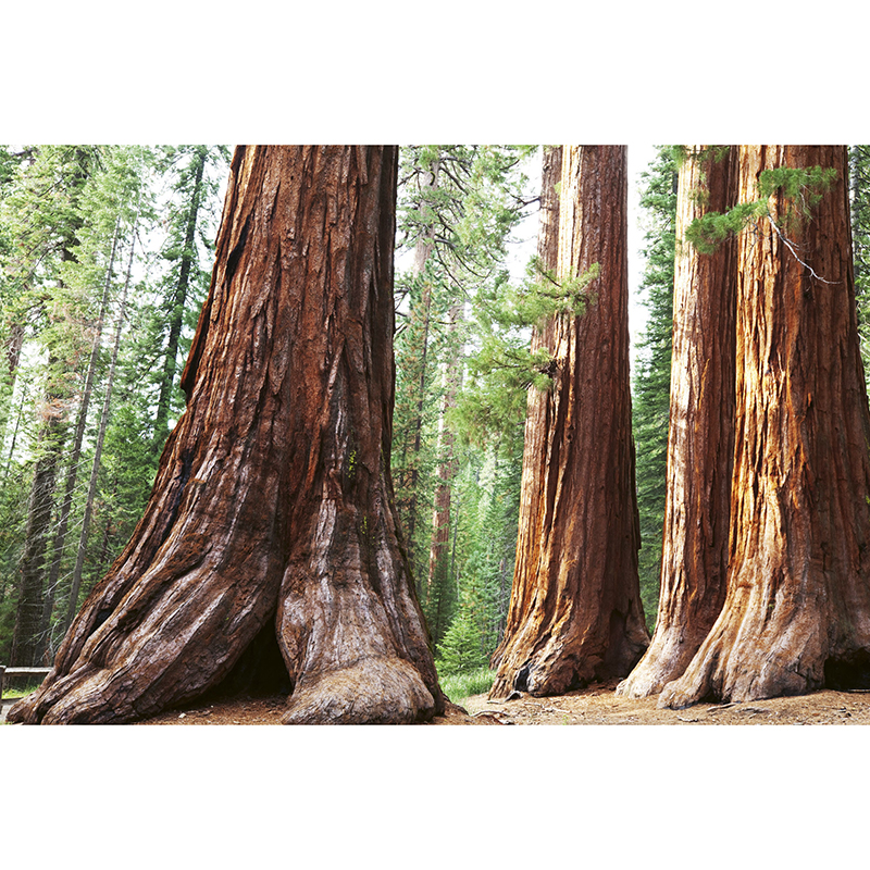 Billiga Tapet Sequoia Dimex online på nätet