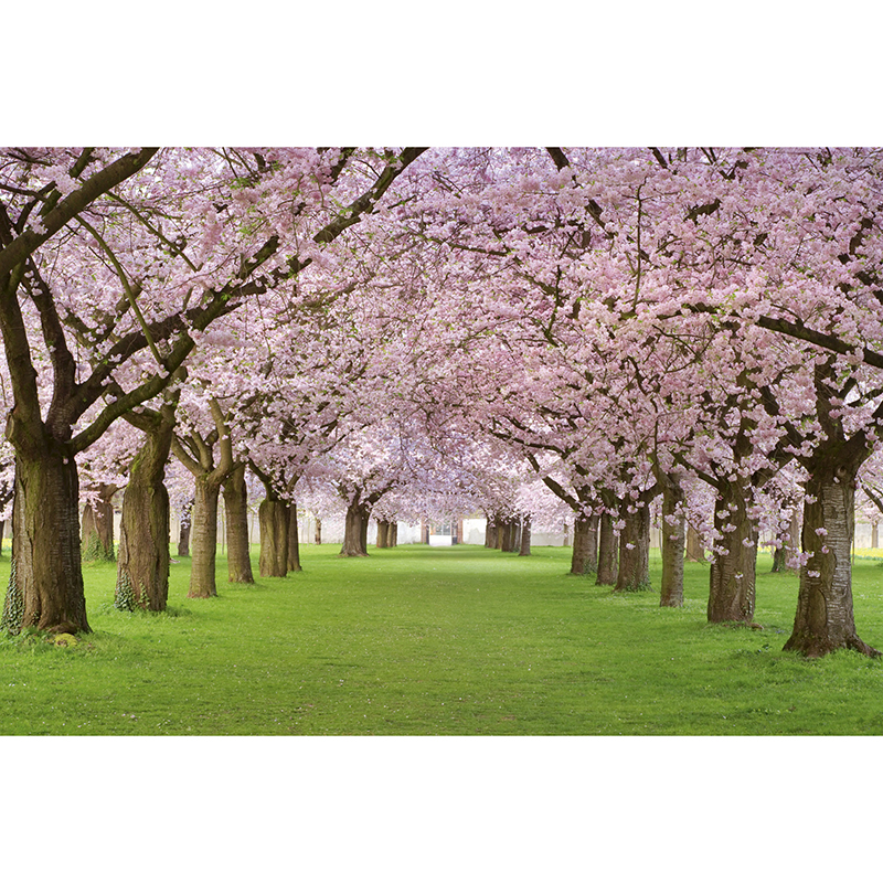 Billiga Tapet Cherry Trees Dimex online på nätet