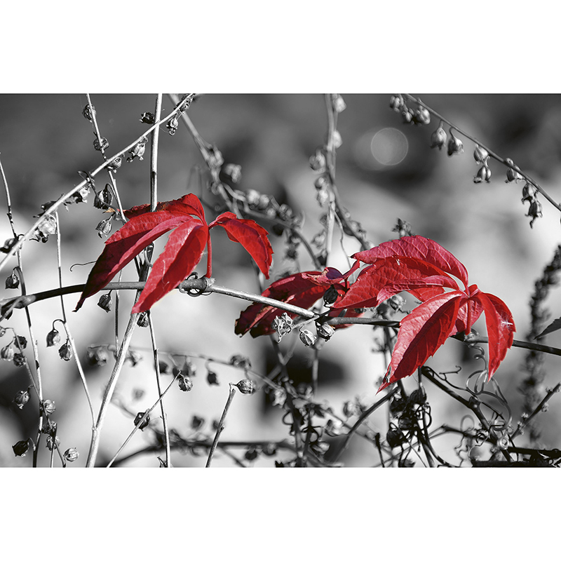 Billiga Tapet Red Leaves On Black Dimex online på nätet