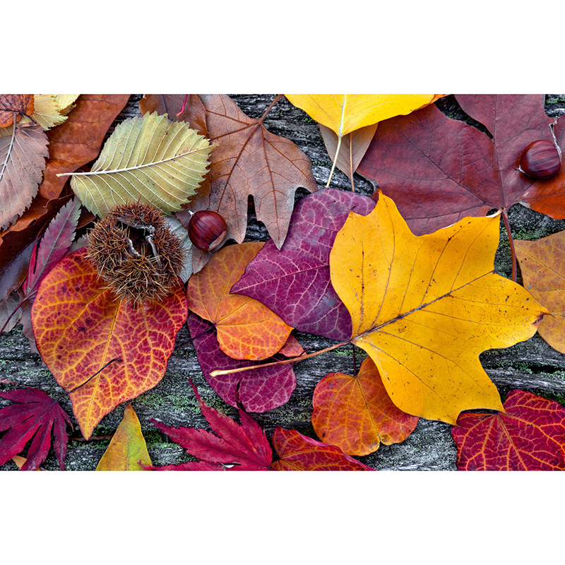 Billiga Tapet Autumn Leaves Dimex online på nätet
