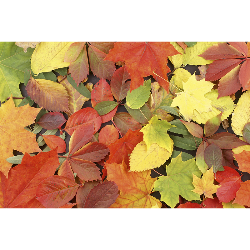 Billiga Tapet Colourful Leaves Dimex online på nätet