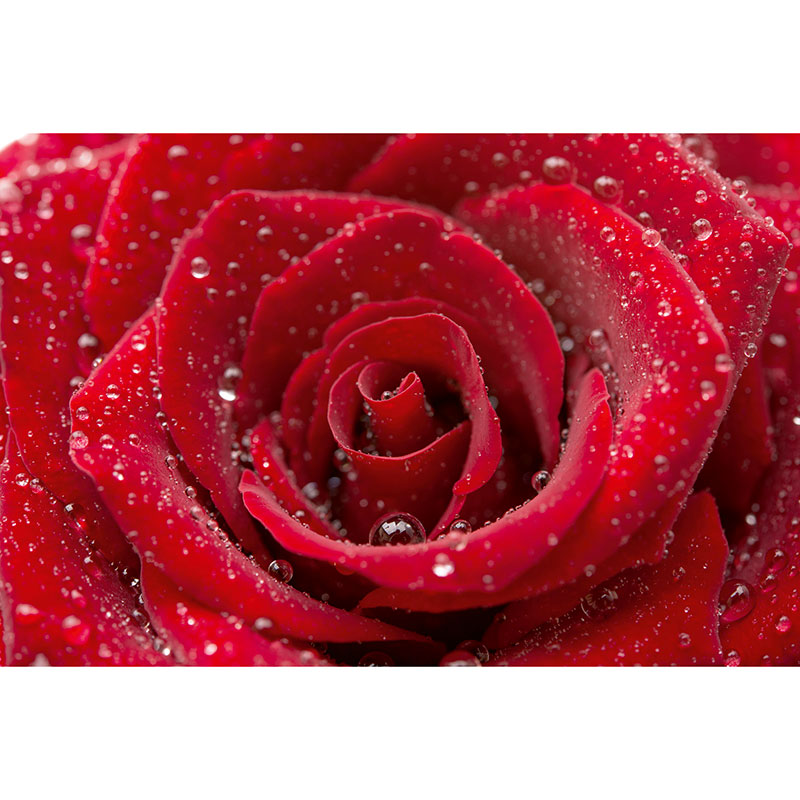 Billiga Tapet Red Rose Dimex online på nätet