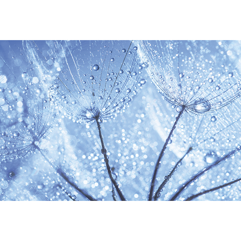 Billiga Tapet Dandelion Water Drops Dimex online på nätet