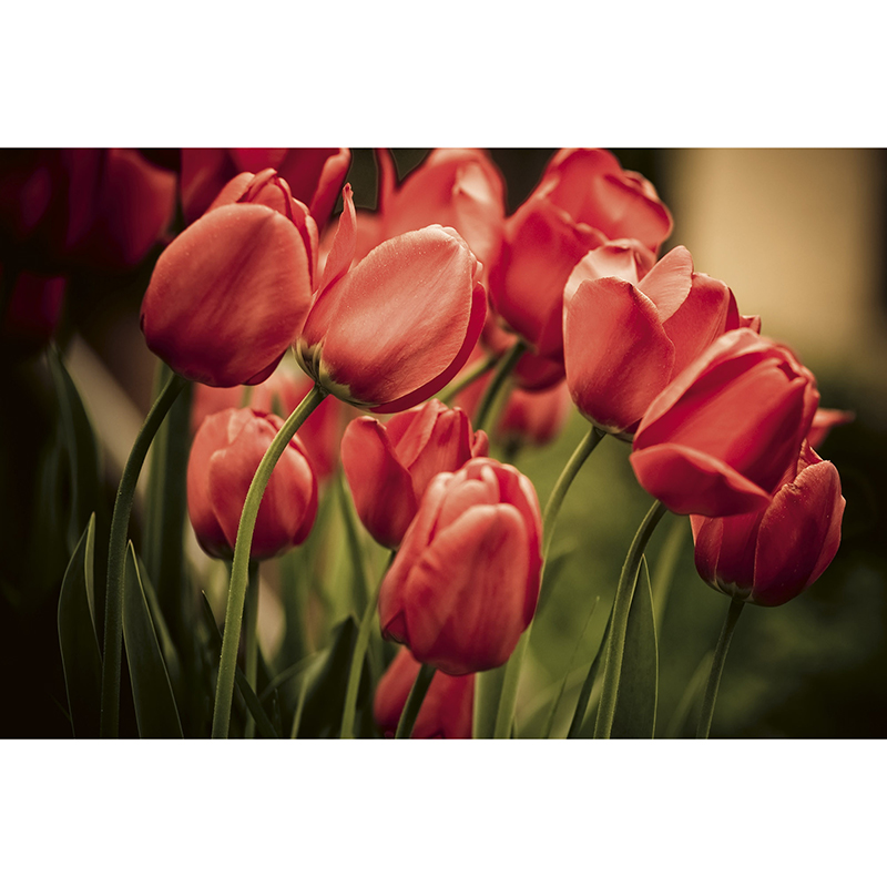 Billiga Tapet Red Tulips Dimex online på nätet