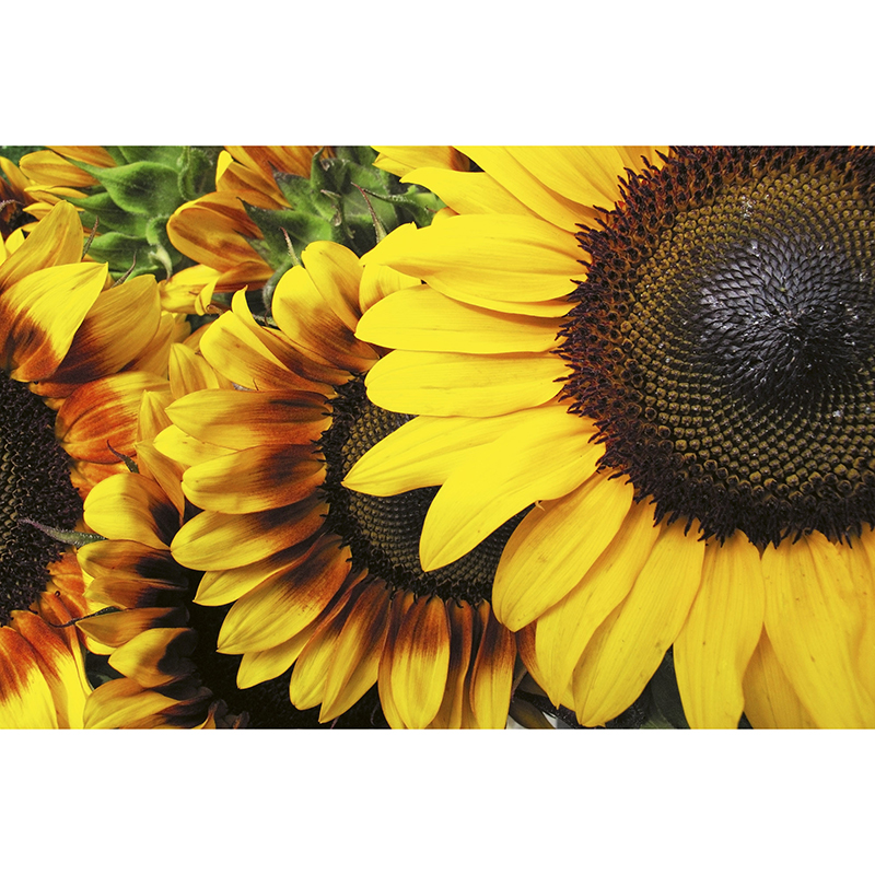 Billiga Tapet Sunflowers Dimex online på nätet