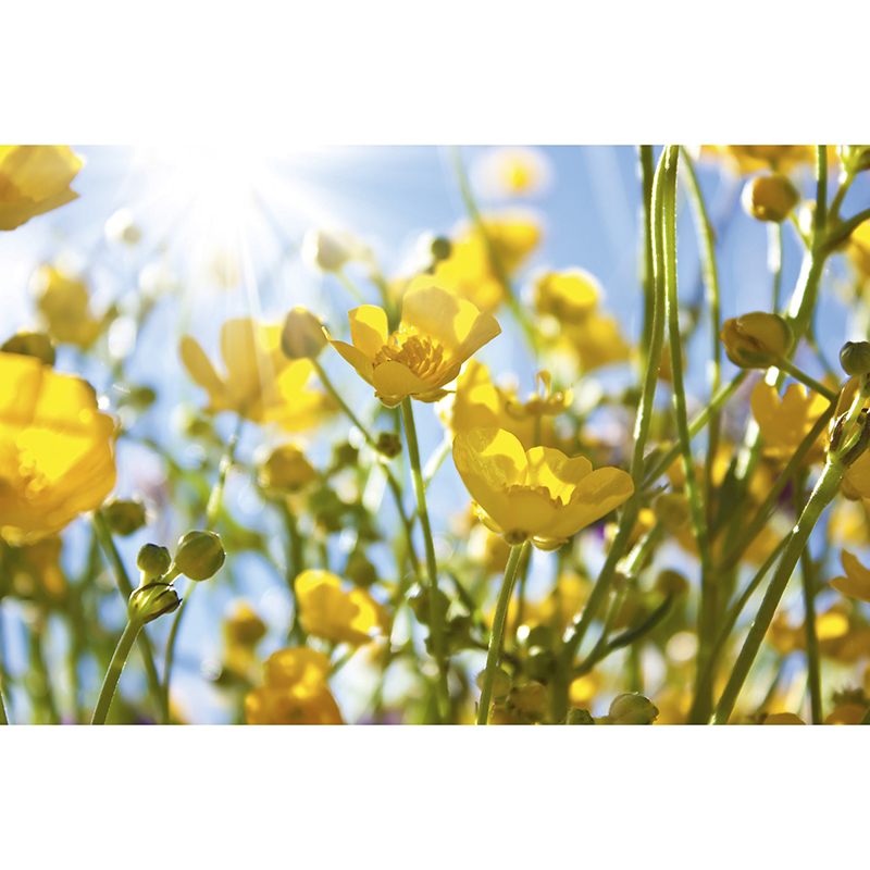 Billiga Tapet Yellow Flowers Dimex online på nätet