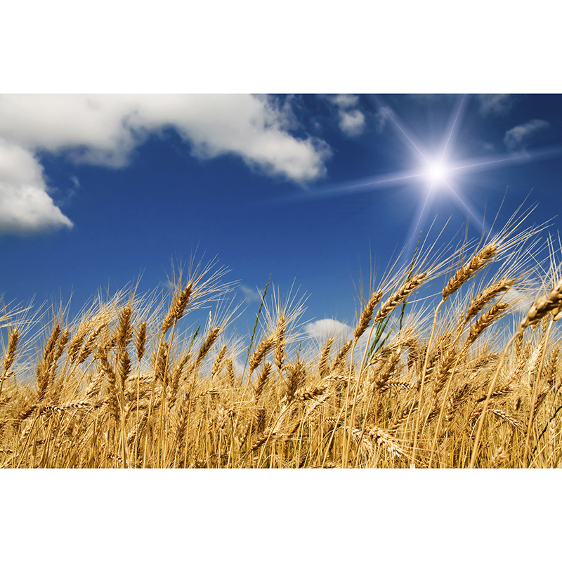 Billiga Tapet Wheat Field Dimex online på nätet