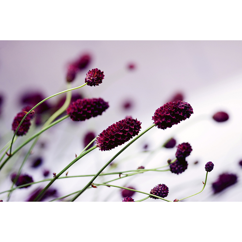 Billiga Tapet Floral Violet Dimex online på nätet