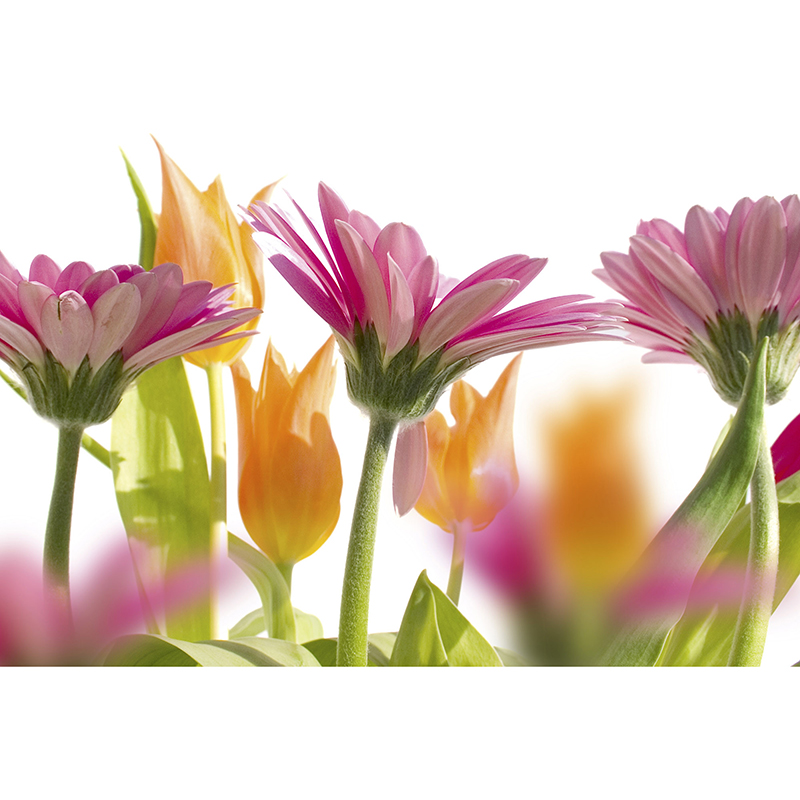 Billiga Tapet Spring Flowers Dimex online på nätet
