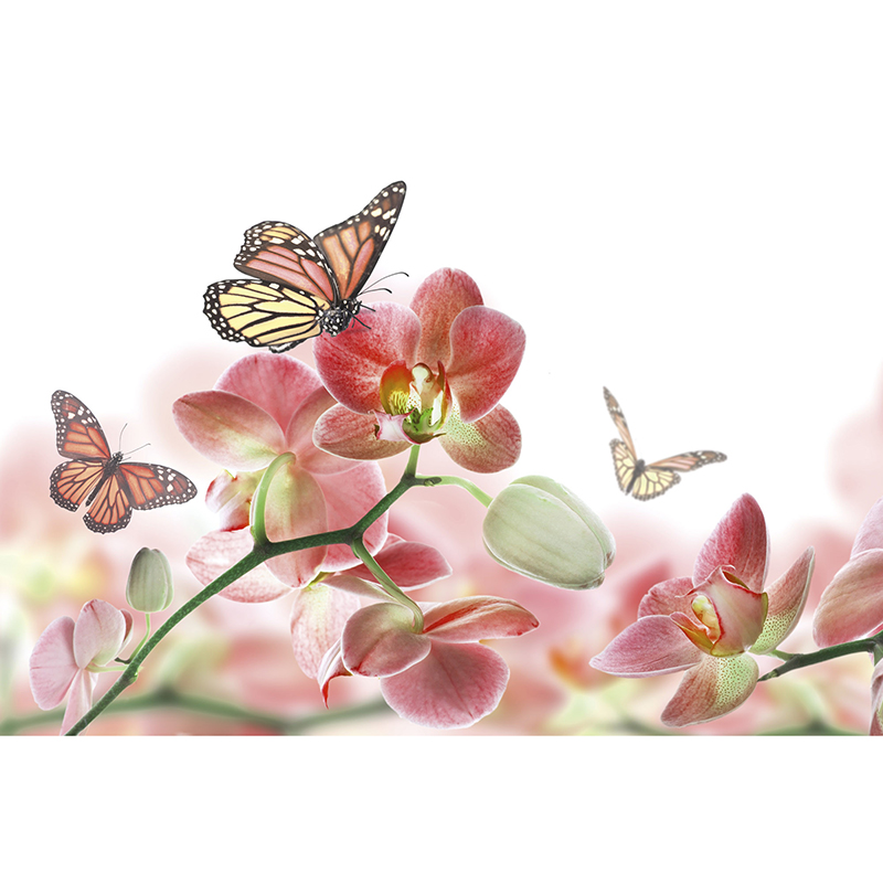 Billiga Tapet Orchids And Butterfly Dimex online på nätet