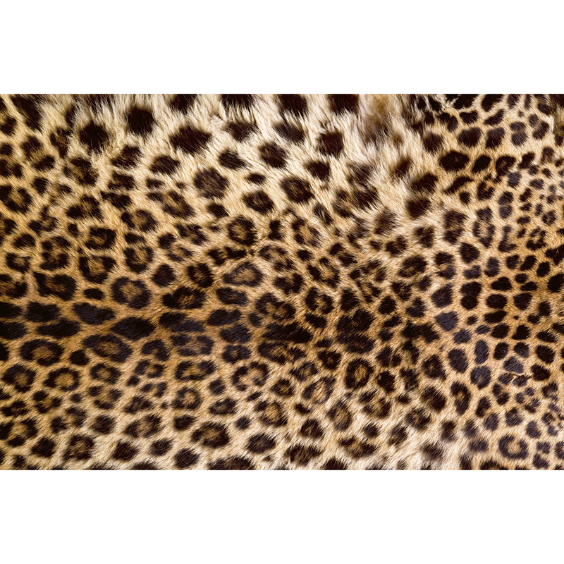Tapet Leopard Dimex