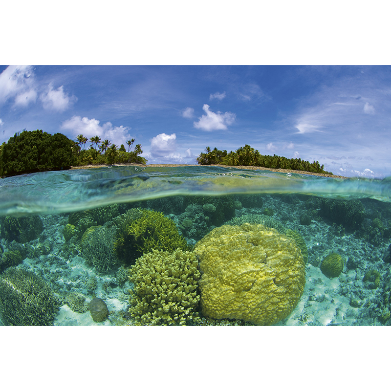 Billiga Tapet Coral Reef Dimex online på nätet
