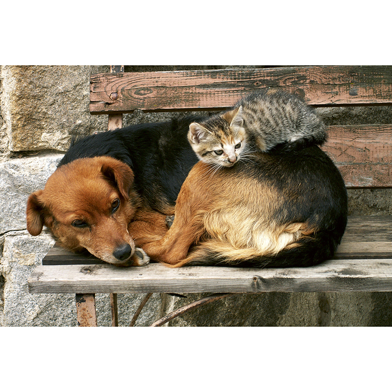 Tapet Cat And Dog Dimex