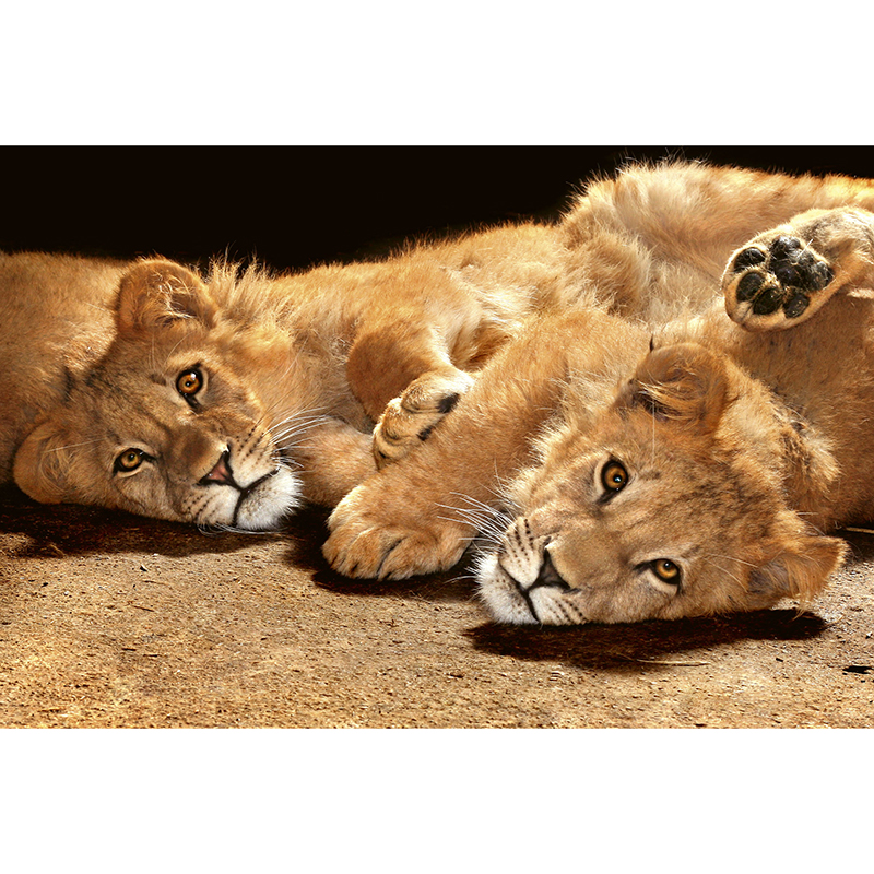 Billiga Tapet Young Lions Dimex online på nätet