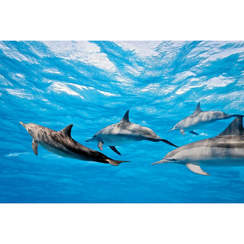 Billiga Tapet Dolphins Dimex online på nätet