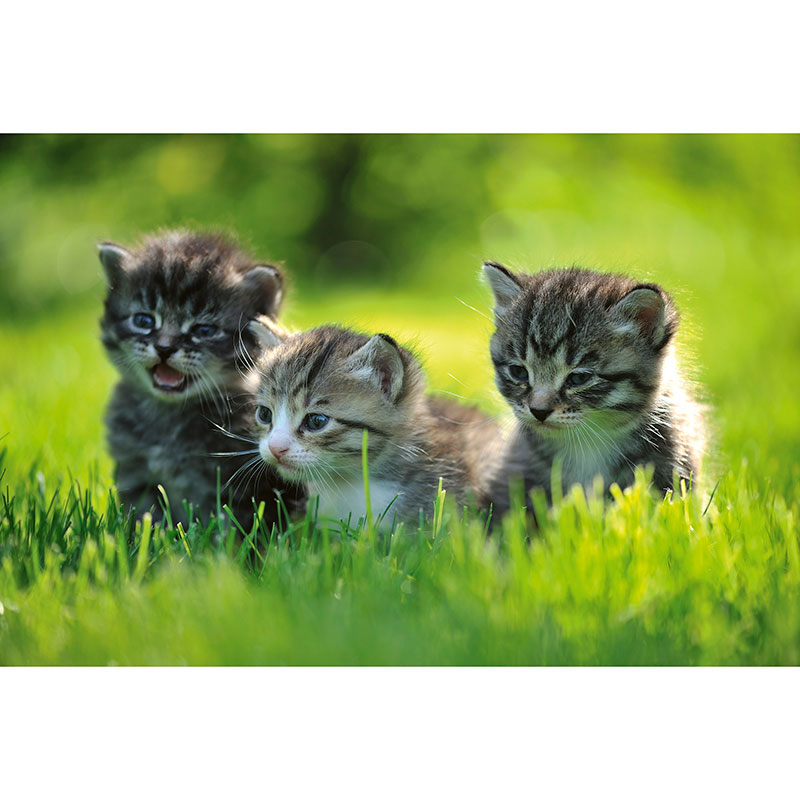 Billiga Tapet Kittens Dimex online på nätet
