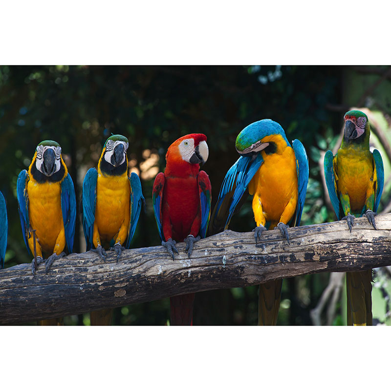 Billiga Tapet Colourful Macaw Dimex online på nätet