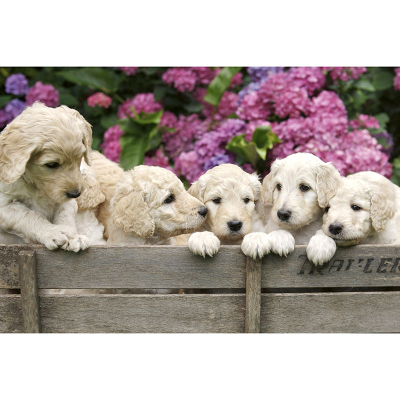 Billiga Tapet Labrador Puppies Dimex online på nätet