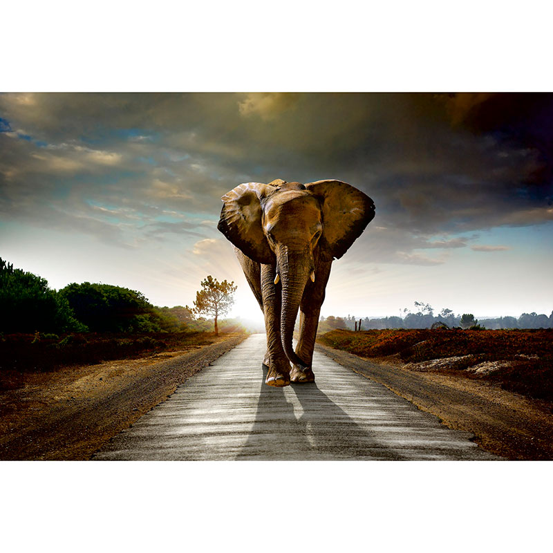 Billiga Tapet Walking Elephant Dimex online på nätet