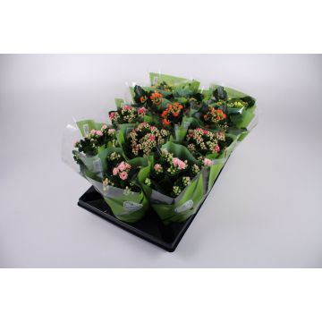 Våreldkalanchoe Dubbelblom 11cm