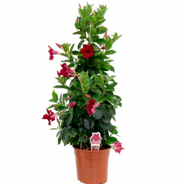 Vild vinranka exclusiv mix 15cm