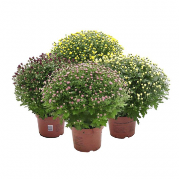 Krysantemum